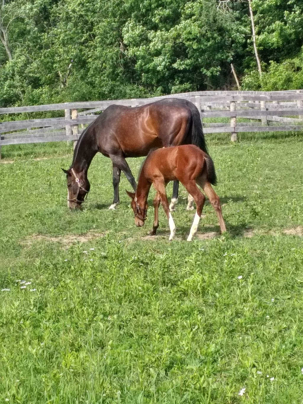 Hill N Dale Thoroughbred Horses Canada | 4785 15th Sideroad, King City, ON L7B 1K4, Canada | Phone: (905) 751-1336