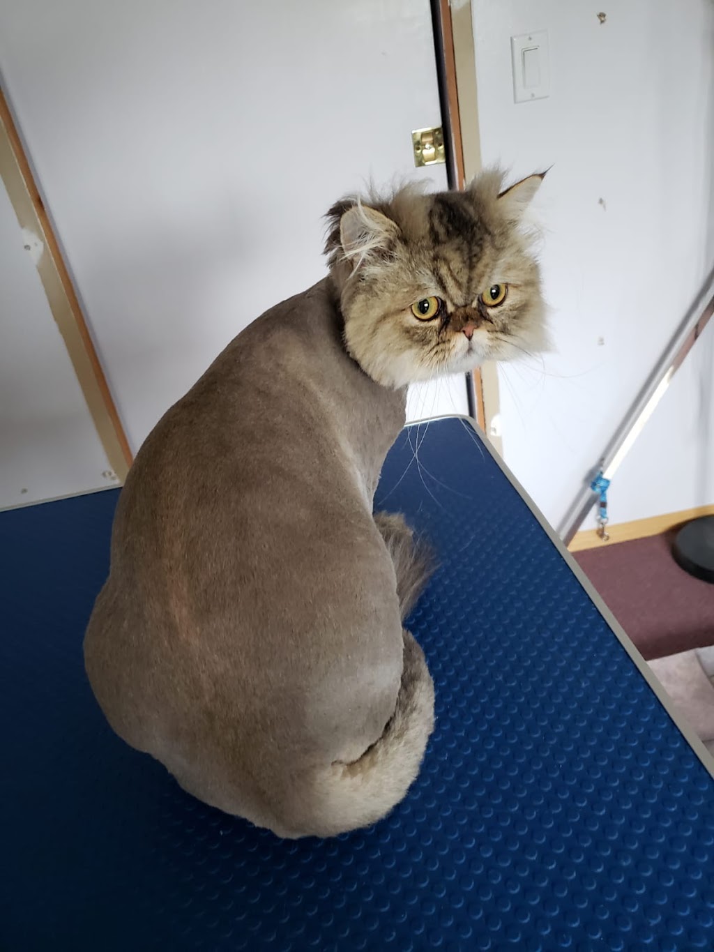 Pet Grooming | 57 Viking Rd, Winnipeg, MB R2N 4A7, Canada | Phone: (204) 951-0068