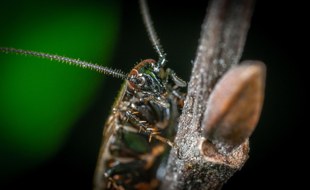 Pest Detective - Surrey/Langley | 21661 88 Ave #15, Langley City, BC V1M 2Z9, Canada | Phone: (604) 589-3338