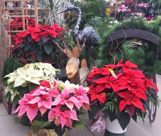 Van Luyk Greenhouses and Garden Centre | 1728 Gore Rd, London, ON N5W 5L5, Canada | Phone: (519) 455-2646