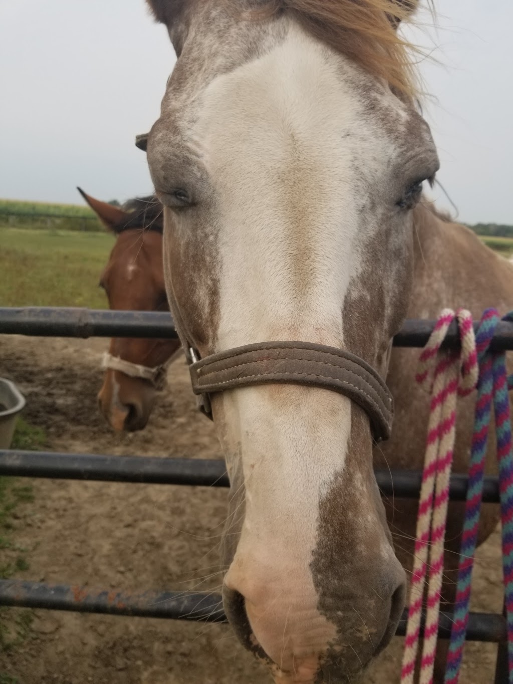 Double R Stables | 14848 Fourteen Mile Rd, London, ON N0M 1P0, Canada | Phone: (519) 280-5433