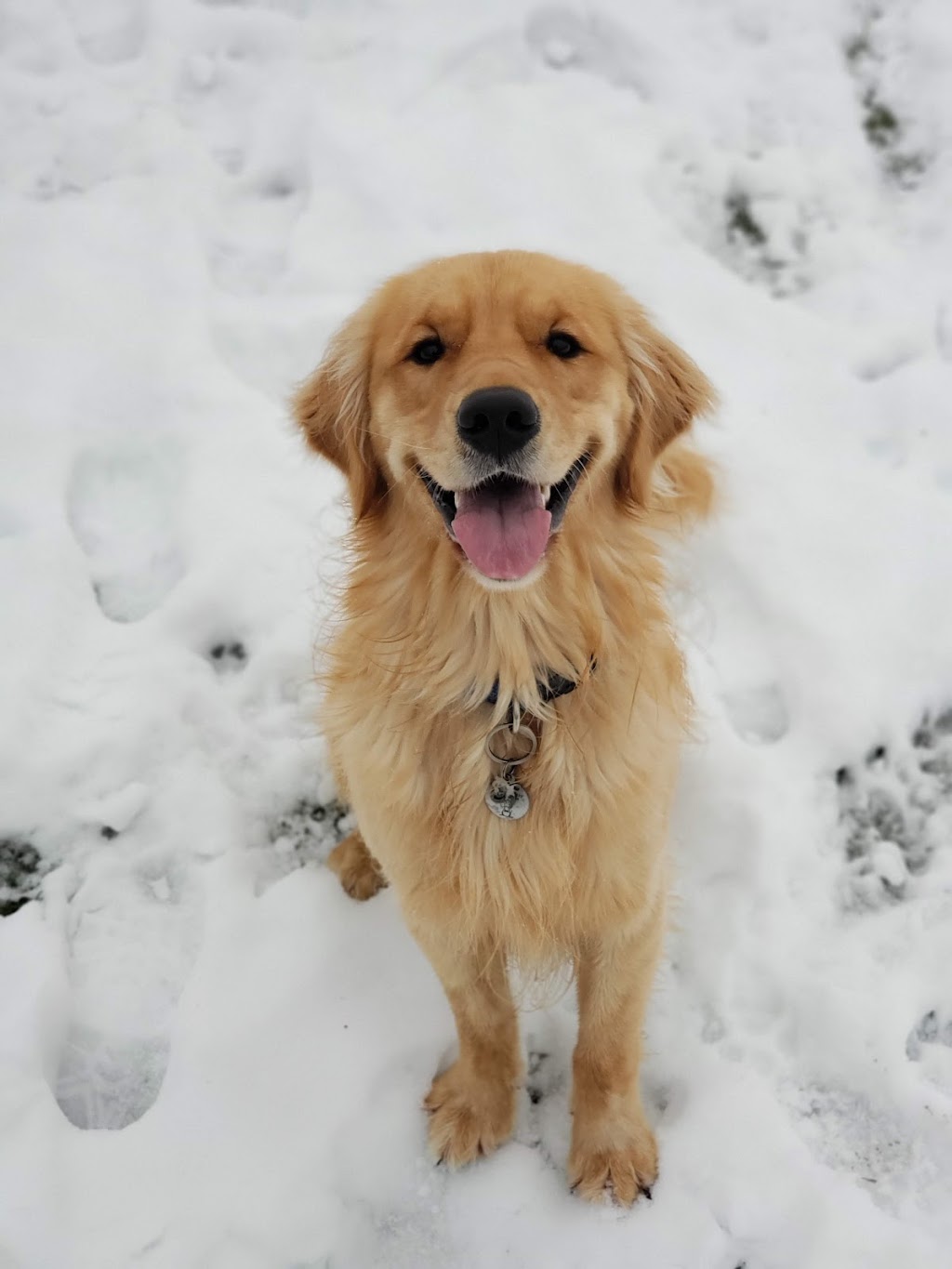 Cedar Hills Pet Supplies & Grooming | 12859 96 Ave, Surrey, BC V3V 6V9, Canada | Phone: (604) 583-9335