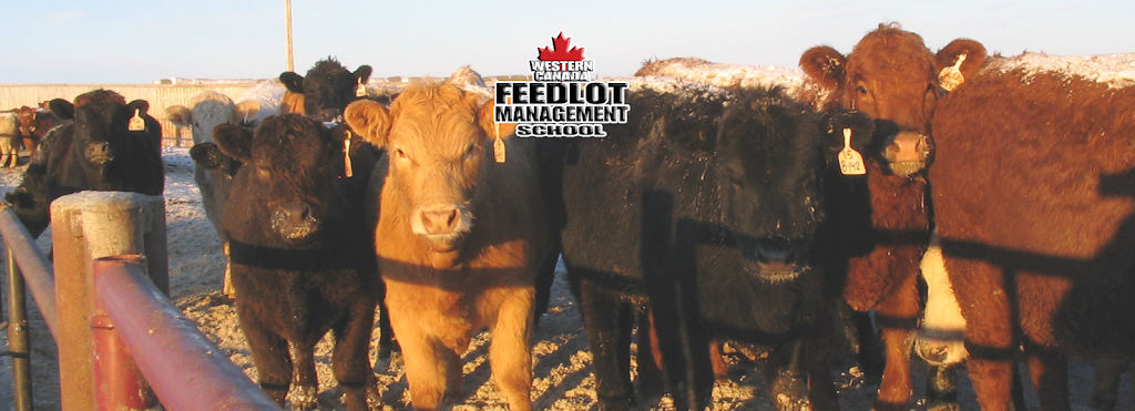 Saskatchewan Cattle Feeders Association | Box 95, Ceylon, SK S0C 0T0, Canada | Phone: (306) 969-2666