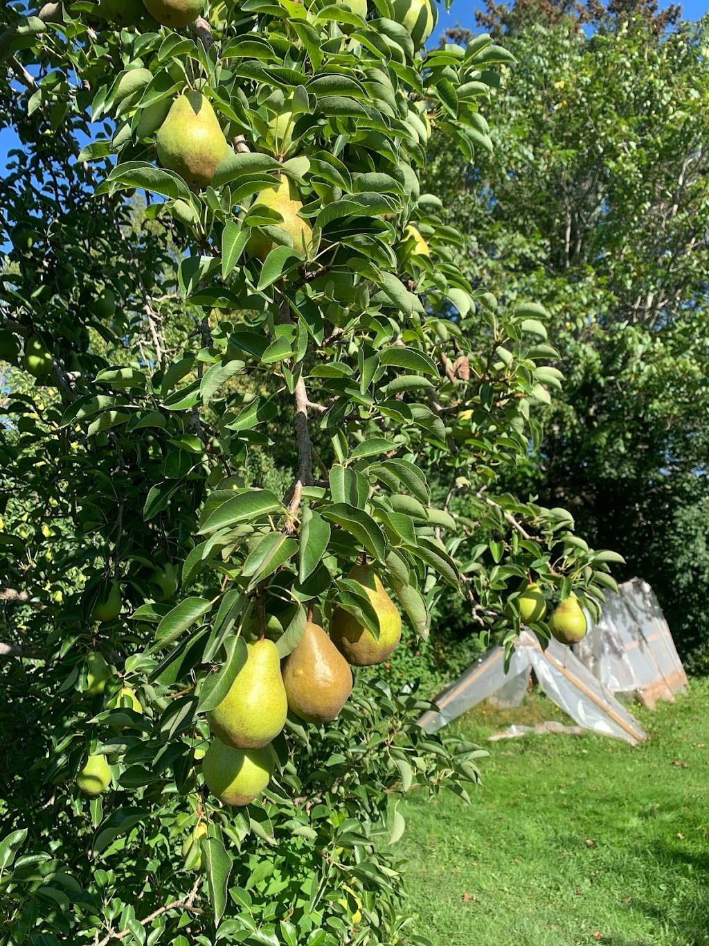 Charlottes Family Orchard | 2287 NB-102, Gagetown, NB E5M 1T5, Canada | Phone: (506) 488-2630