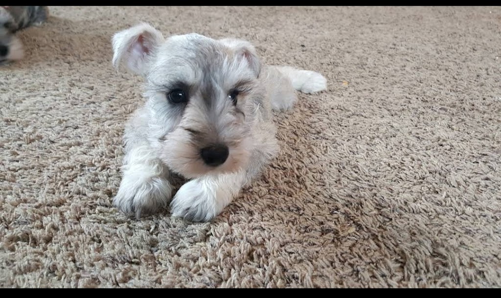 Fernweh Miniature Schnauzers | 3054 Trafalgar St #62, Abbotsford, BC V2S 7X6, Canada | Phone: 898-0708