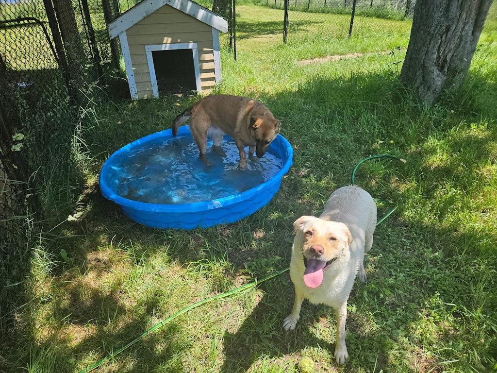 Rock & Stroll Dog Camp | 675 Marsh Rd, Round Hill, NS B0S 1A0, Canada | Phone: (902) 526-2921