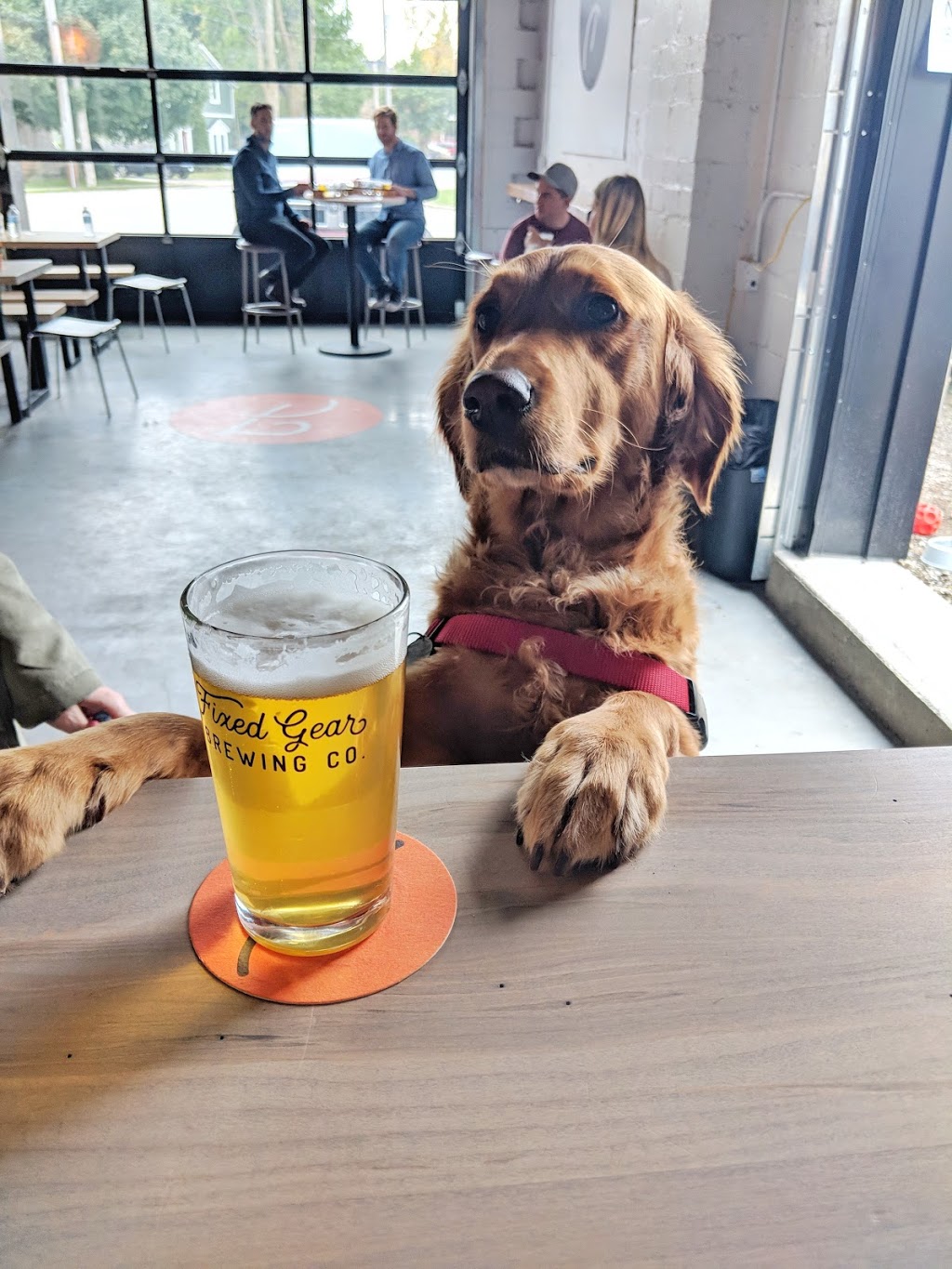 Fixed Gear Brewing Co. | 20 Alma St S, Guelph, ON N1H 5W5, Canada | Phone: (519) 265-7025