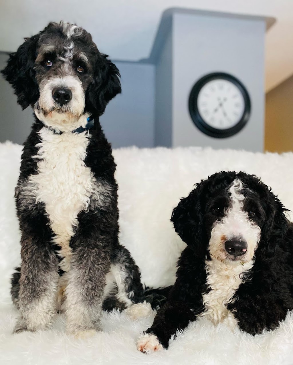 Angies Pawsitive Pet Services | 3409 Lee Ave, Cumberland Beach, ON L0K 1G0, Canada | Phone: (705) 309-5391