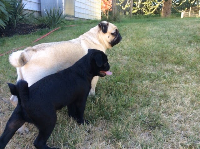 New Discoveries Dog Training | 2256 Glenmore Rd, Campbell River, BC V9H 1C8, Canada | Phone: (250) 203-7968