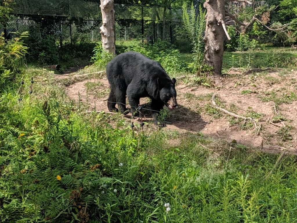 Magnetic Hill Zoo | 125 Magic Mountain Rd, Moncton, NB E1G 4V7, Canada | Phone: (506) 877-7720