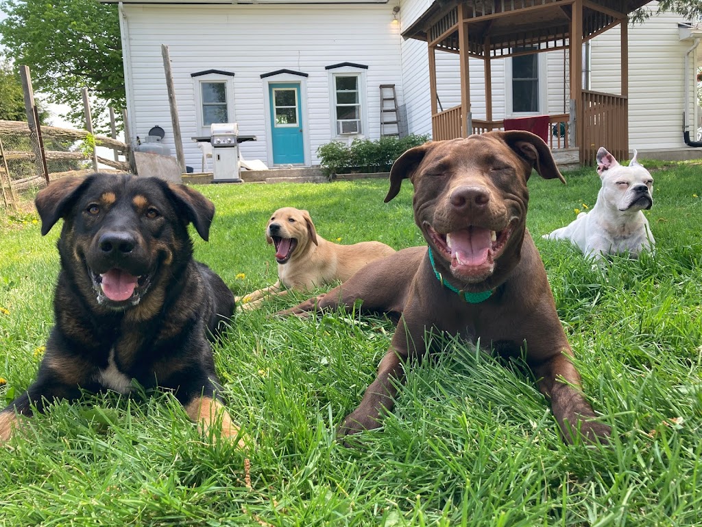 Doggy Daycare and Sleepovers | 440 Aranda Way, Codrington, ON K0K 1R0, Canada | Phone: (613) 847-3418