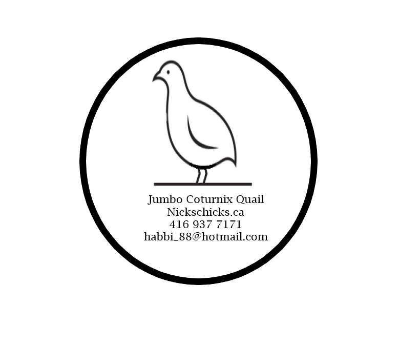 Jumbo Coturnix Quail - Nicks Chicks (By appointment) | 2687 ON-12, Brechin, ON L0K 1B0, Canada | Phone: (416) 937-7171