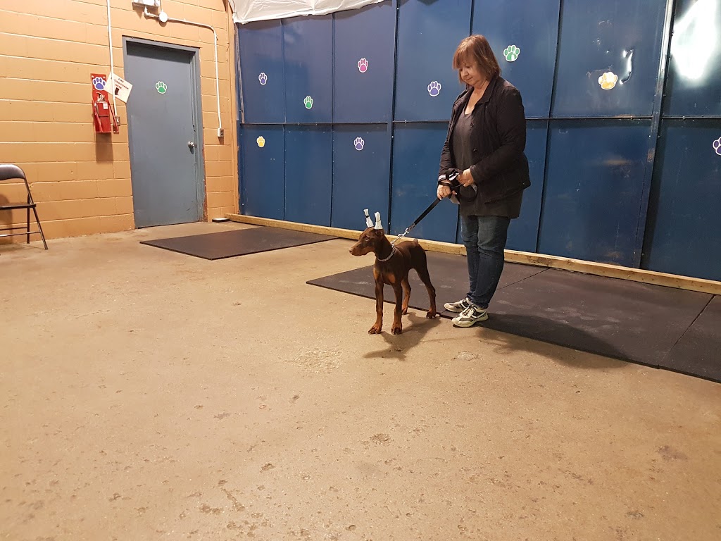 Bold Canine | 9609 Sideroad 17, Erin, ON N0B 1T0, Canada | Phone: (519) 833-0800
