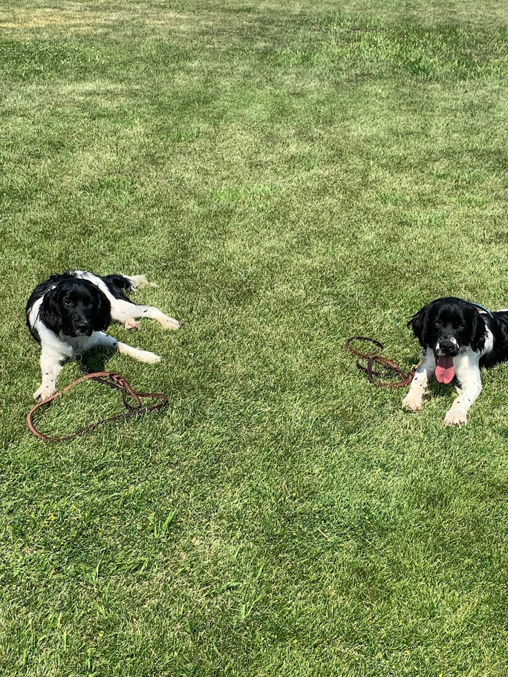 Goldwing Kennels | Range Rd 224, Magrath, AB T0K 1J0, Canada | Phone: (403) 758-6576