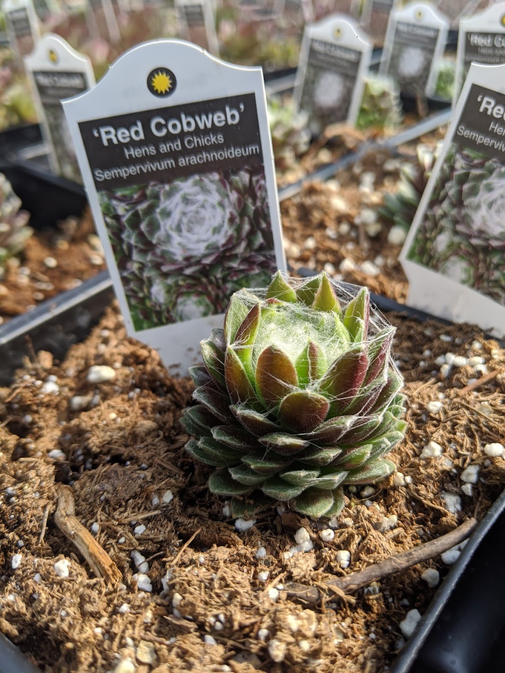 Diggers Greenhouse | 235014, AB-583, Three Hills, AB T0M 2A0, Canada | Phone: (403) 443-8474
