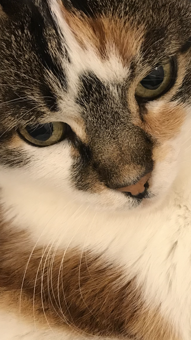 River Glen Veterinary Clinic | 575 River Glen Blvd #3, Oakville, ON L6H 6X6, Canada | Phone: (905) 257-9997
