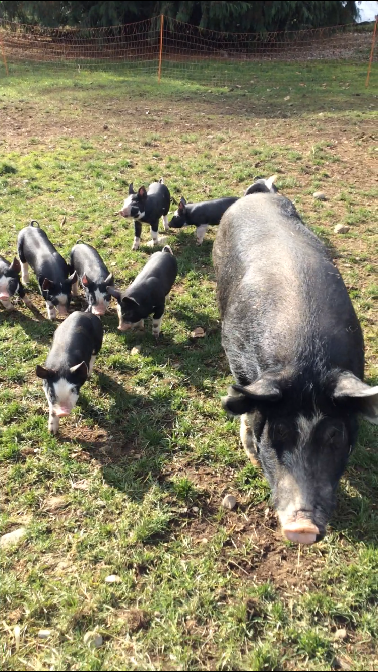Keating Farm | 5250 Miller Rd, Duncan, BC V9L 6R6, Canada | Phone: (250) 797-6179