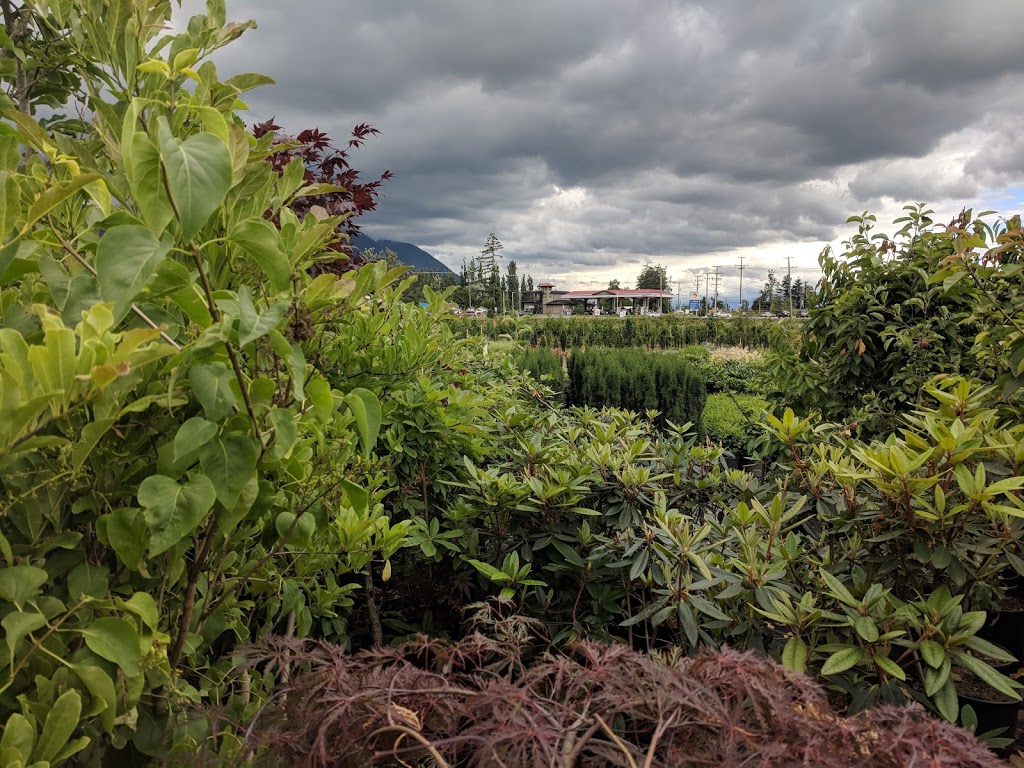 Mandip Bhullar Farms And Nursery | 36545 Lougheed Hwy, Fraser Valley G, BC V2V 7K6, Canada | Phone: (604) 751-3437