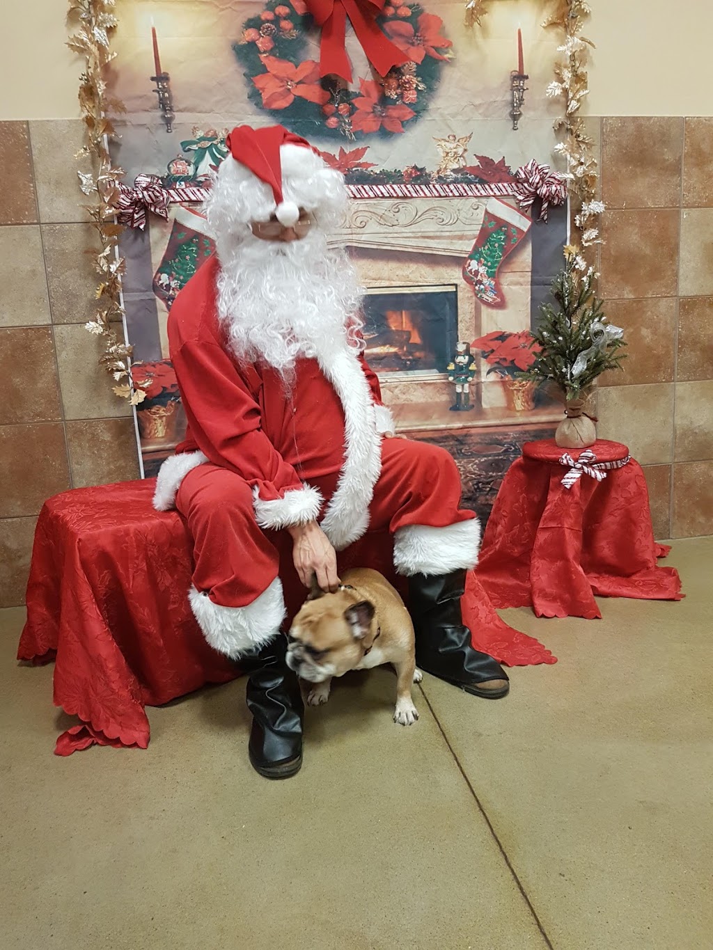 PetSmart | 221 Henry St Unit 2, Brantford, ON N3S 7R4, Canada | Phone: (519) 752-2129