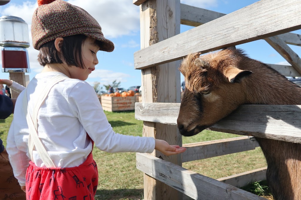 Blakes Pumpkin Jungle | 970 Shore Rd, Debert, NS B0M 1G0, Canada | Phone: (902) 890-2140