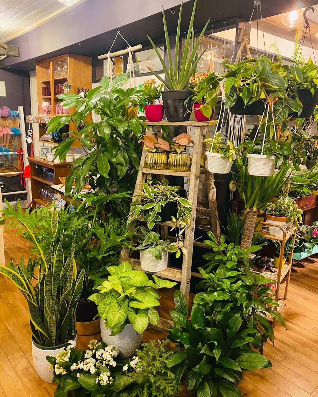 Fayes Wildflowers | 10 Pelham St, Lunenburg, NS B0J 2C0, Canada | Phone: (902) 634-8421