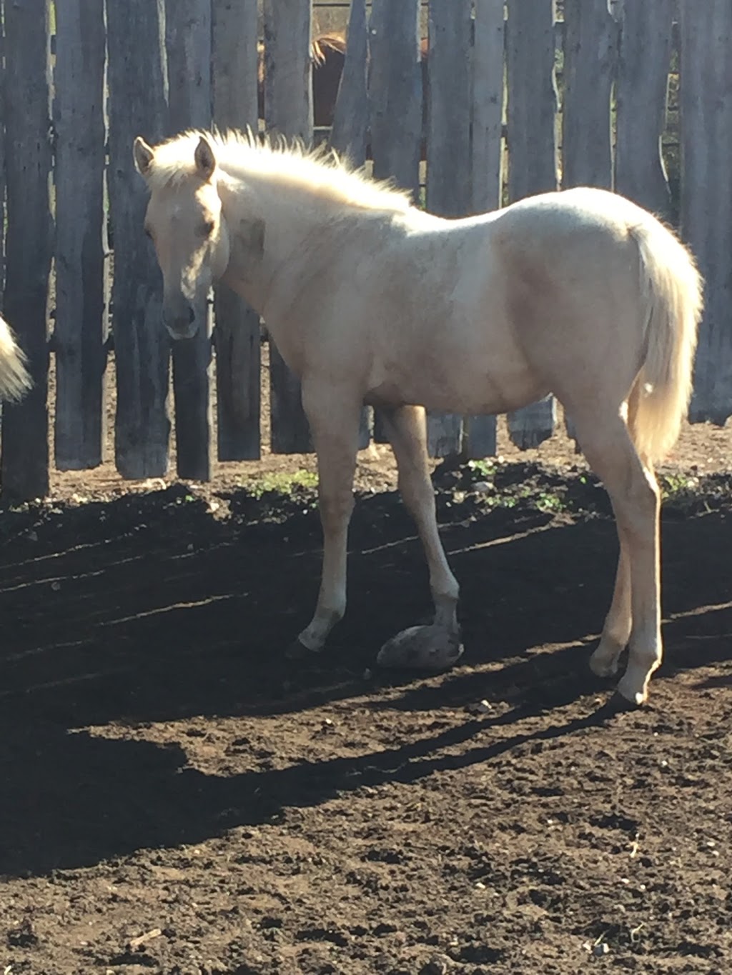 Slickfork Ranch | Touchwood No. 248, SK S0A 3G0, Canada | Phone: (306) 835-2277