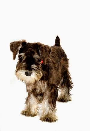 Hounds On Holiday Inc. | 19 Owens Way, Guelph, ON N1L 1B3, Canada | Phone: (519) 835-5588