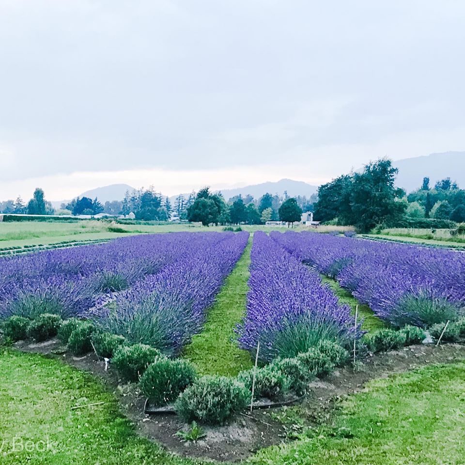 Loveleigh Lavender | 4235 Eckert St, Chilliwack, BC V2R 5J5, Canada | Phone: (778) 240-7944