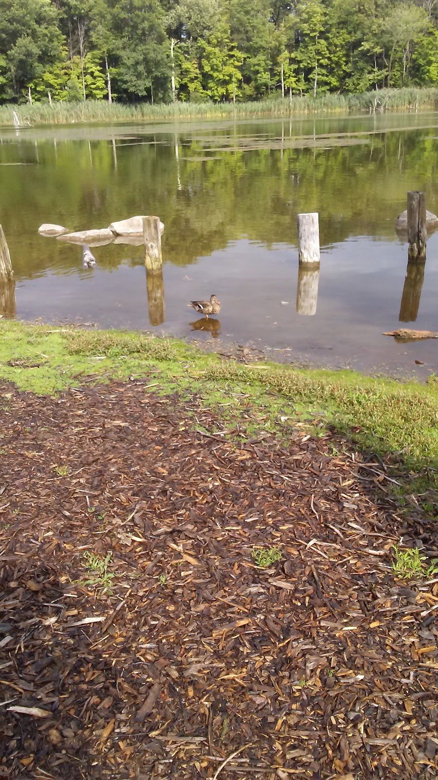 Sinking Pond Wildlife Sanctuary | East Aurora, NY 14052, USA