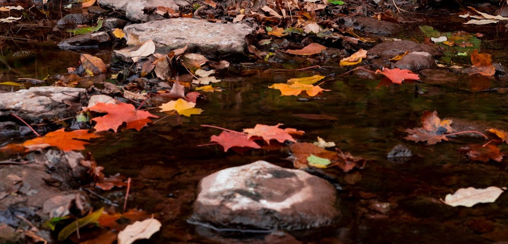 Creek Path Woods | 233 Duskywing Way Unit 31, Oakville, ON L6L 0C5, Canada