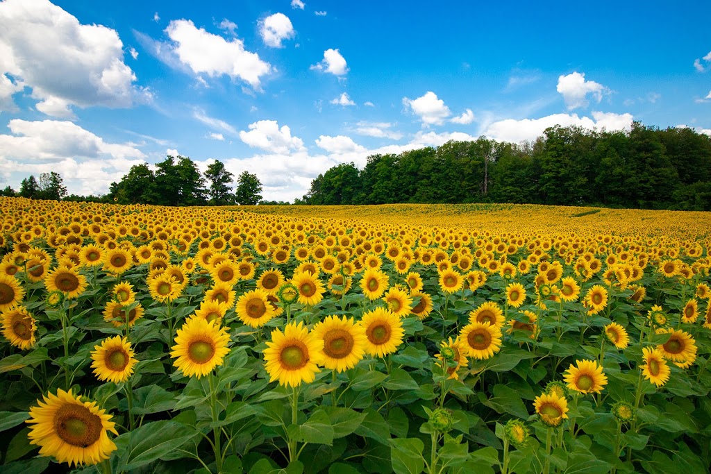 Campbells Cross Farm (Sunflowers Open August 2021) | point of interest | 3634 King St, Inglewood, ON L7C 0R5, Canada | 4162947642 OR +1 416-294-7642