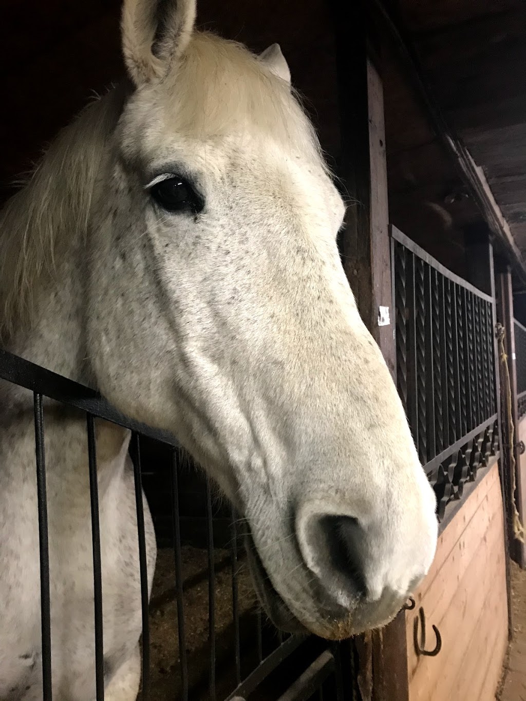 Meadowlarke Stables | 2800 Meadowpine Blvd, Mississauga, ON L5N 8C7, Canada | Phone: (905) 821-0419