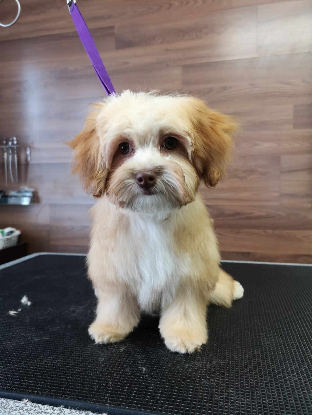 Christines Grooming Studio | 2363 Taunton Rd, Hampton, ON L0B 1J0, Canada | Phone: (905) 244-3392