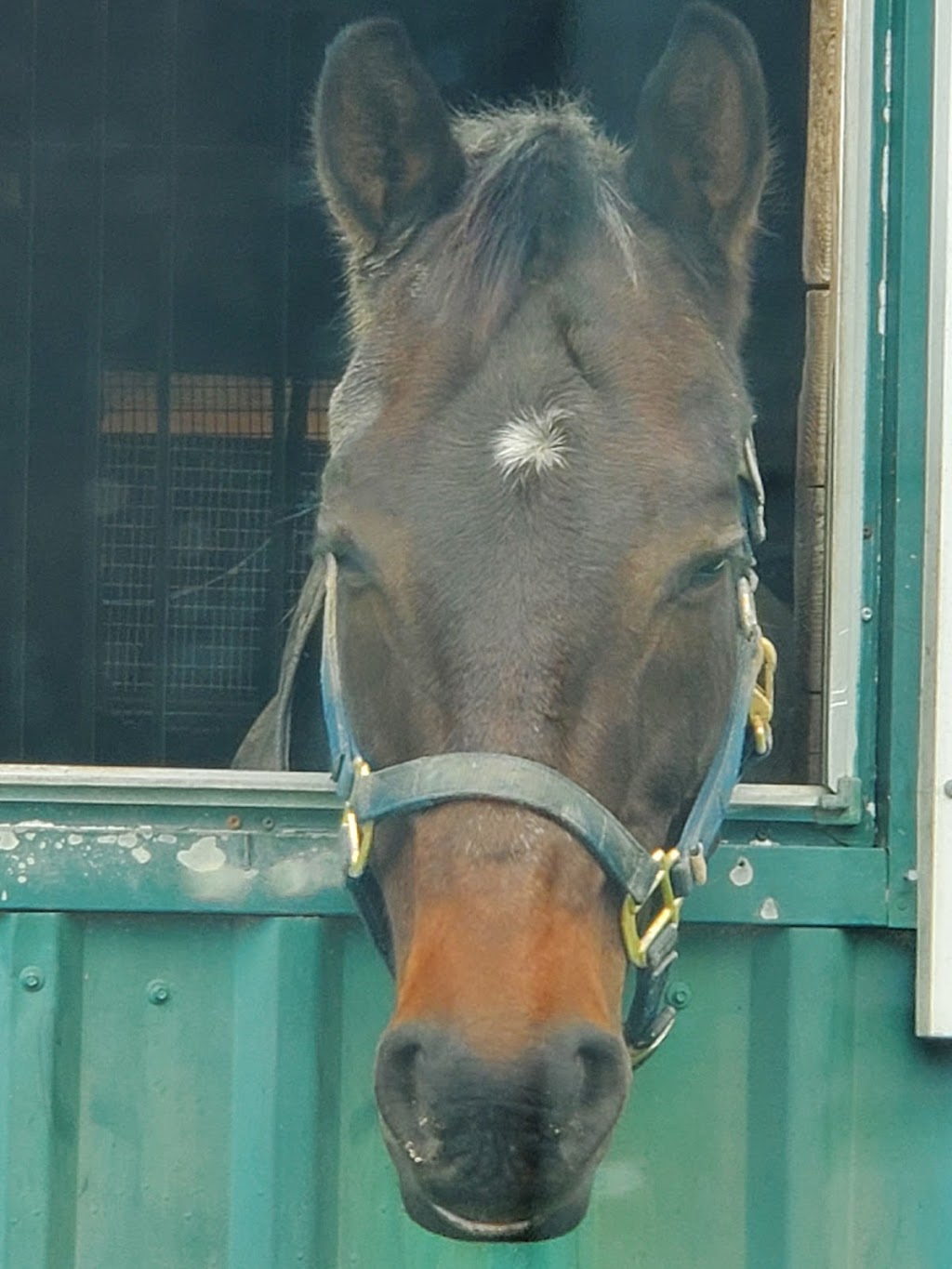Camberwell Stables | 2745 Wessel, St. Catharines, ON L2R 6P7, Canada | Phone: (905) 325-0997