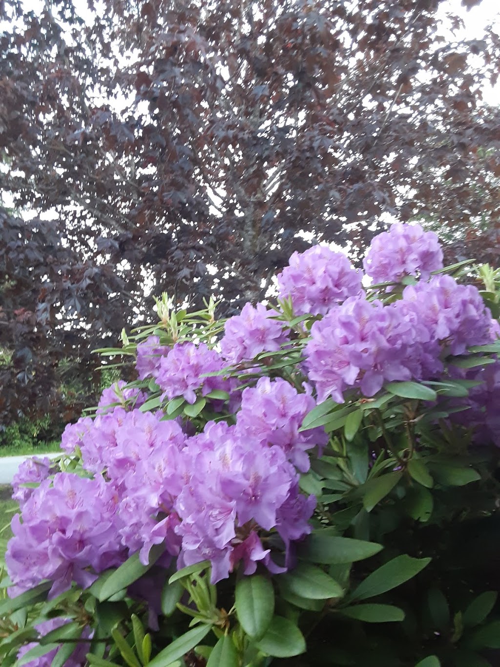 Poppies Garden | 5750 Spindrift St, Sechelt, BC V0N 3A3, Canada | Phone: (604) 989-7290