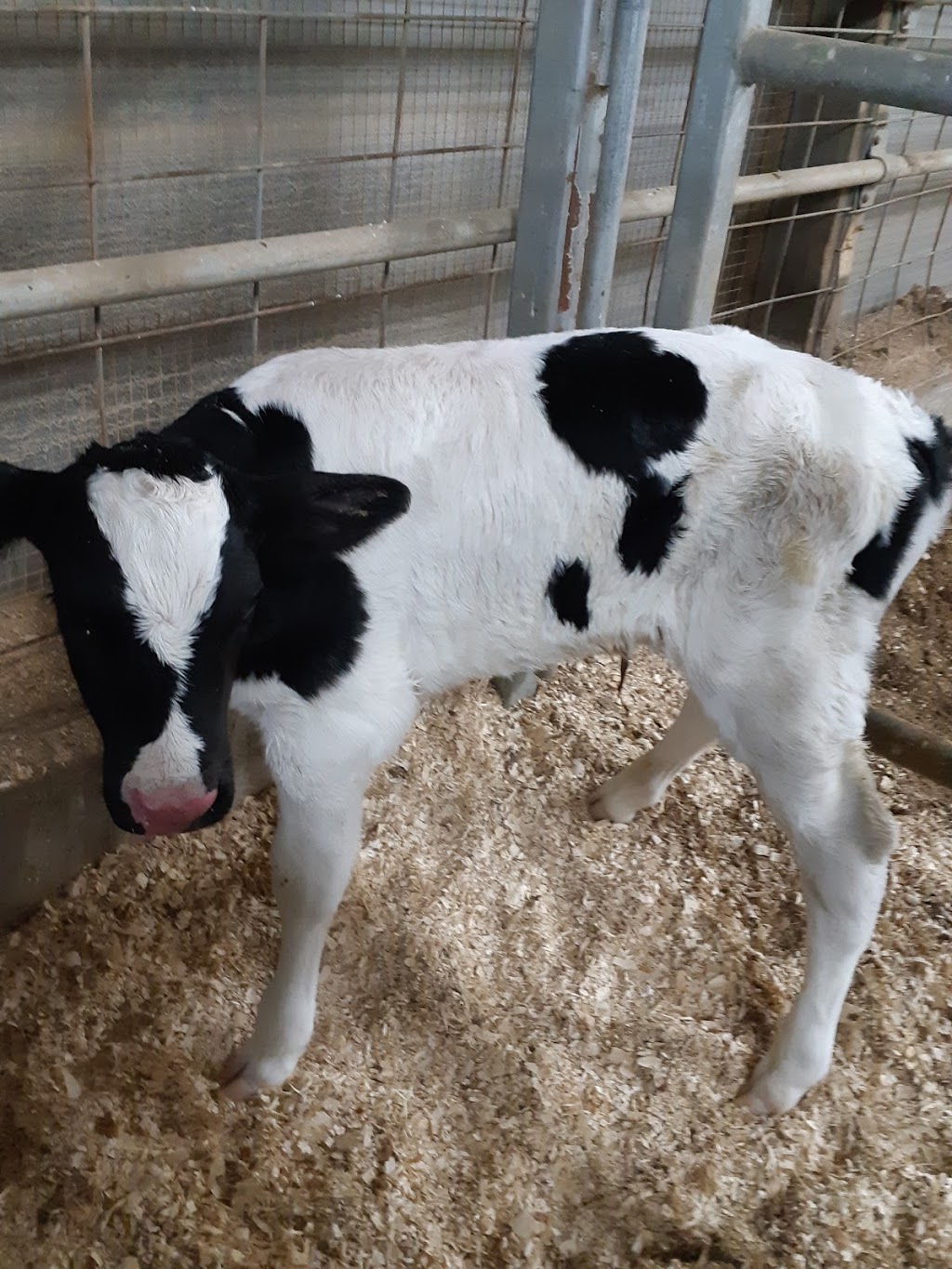 Dual Lane Farms | 404509 Union Rd, Ingersoll, ON N5C 3J8, Canada | Phone: (519) 536-0473
