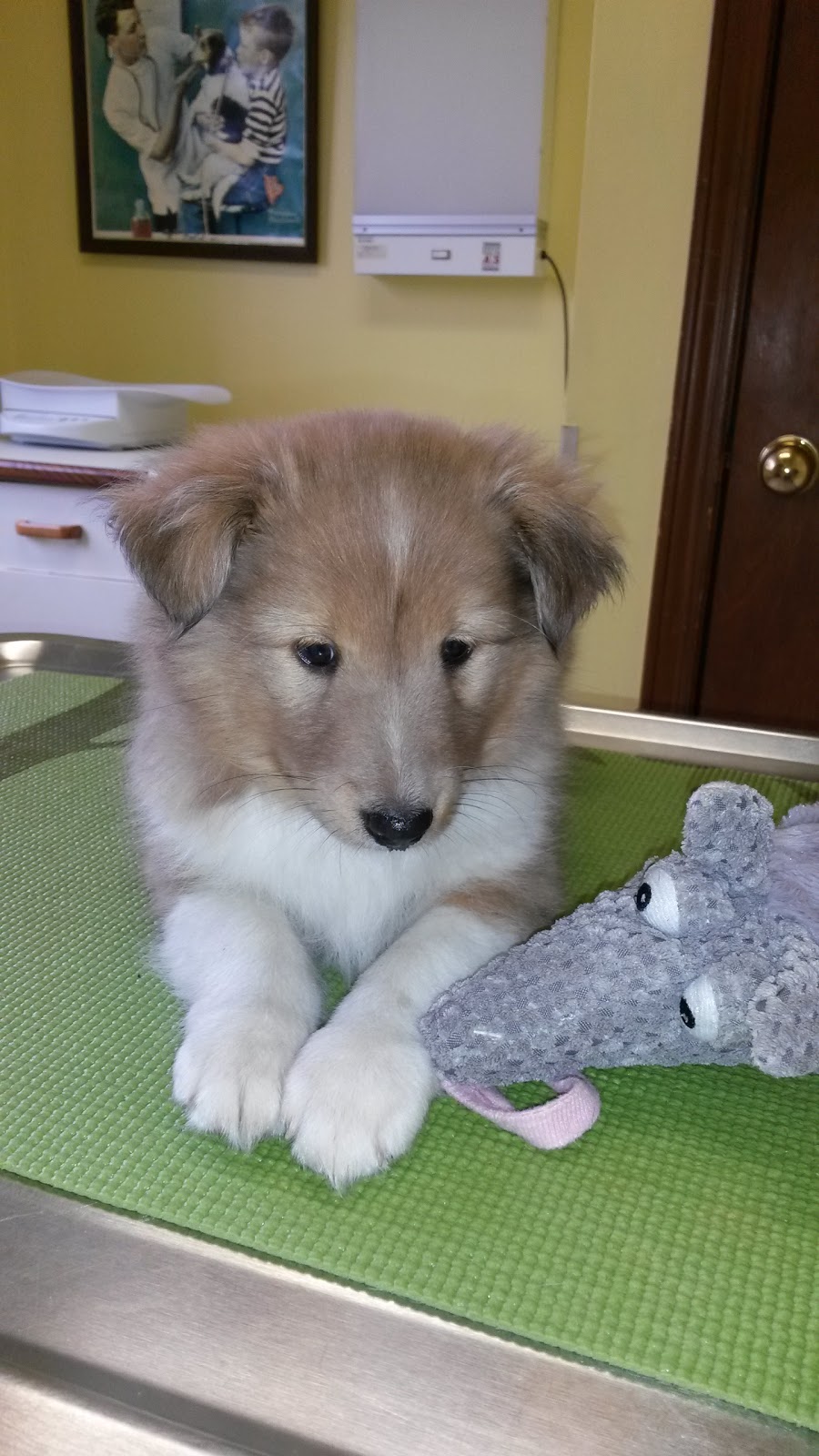 True Care Veterinary Hospital, Clarence | 10100 Main St, Clarence, NY 14031, USA | Phone: (716) 759-6225