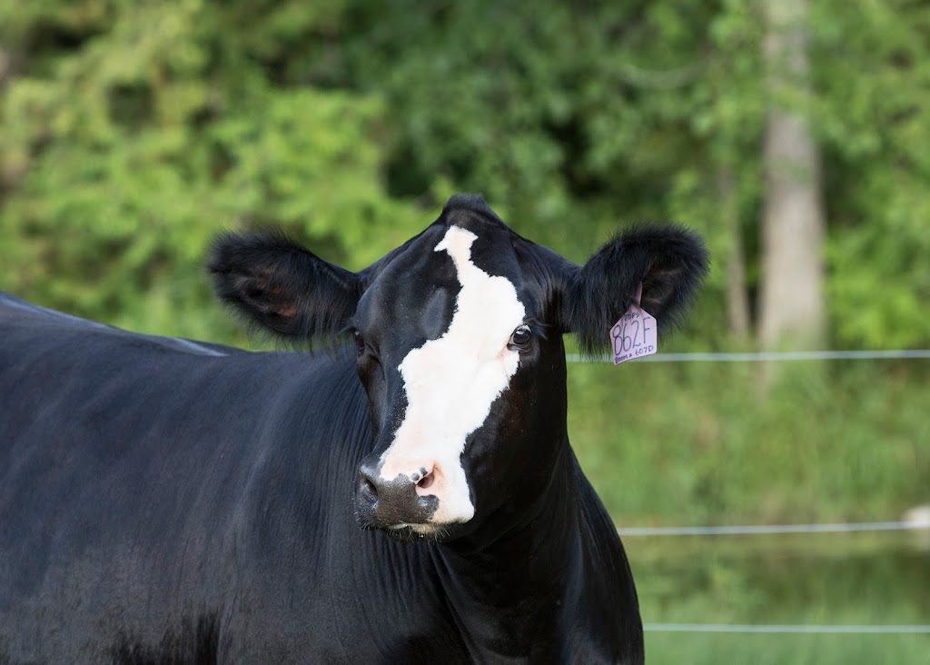 Indian River Cattle Company | 1870 Settlers Line, Indian River, ON K0L 2B0, Canada | Phone: (705) 761-0896