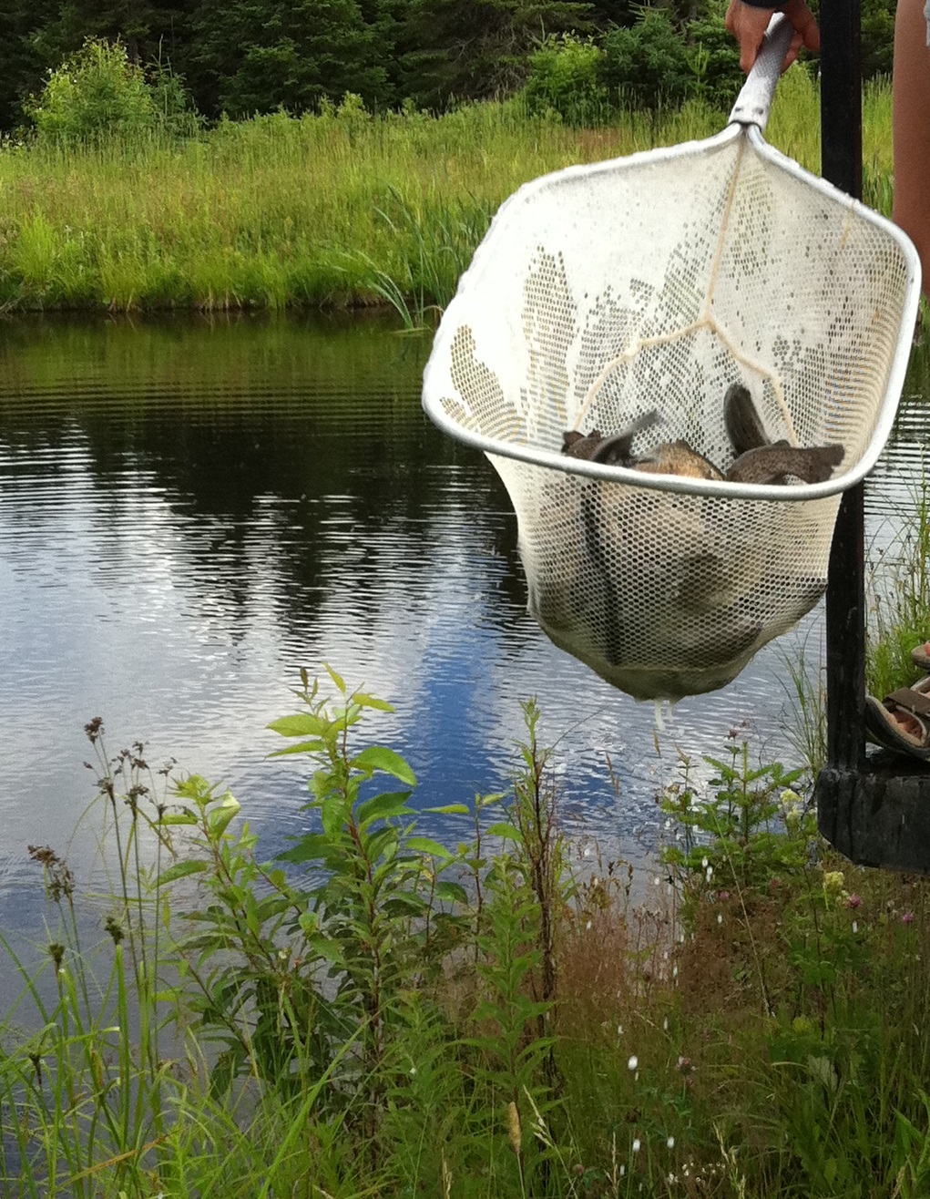 Pisciculture Aquarma | 660 Rang de la Fourche O, Armagh, QC G0R 1A0, Canada | Phone: (418) 466-2155