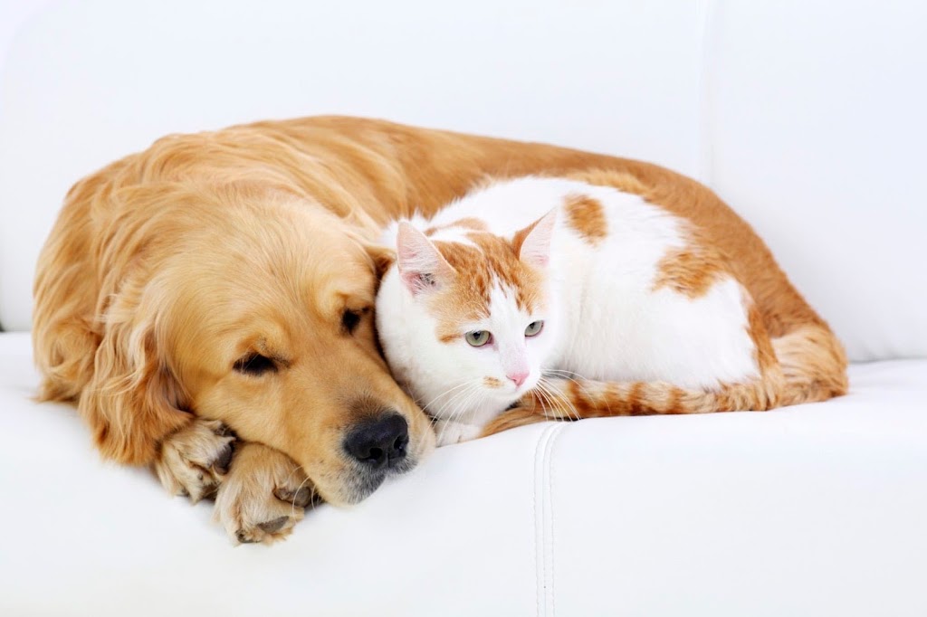 Pew Paw | 27 Upney Dr, Nepean, ON K2J 5G7, Canada | Phone: (819) 580-7240