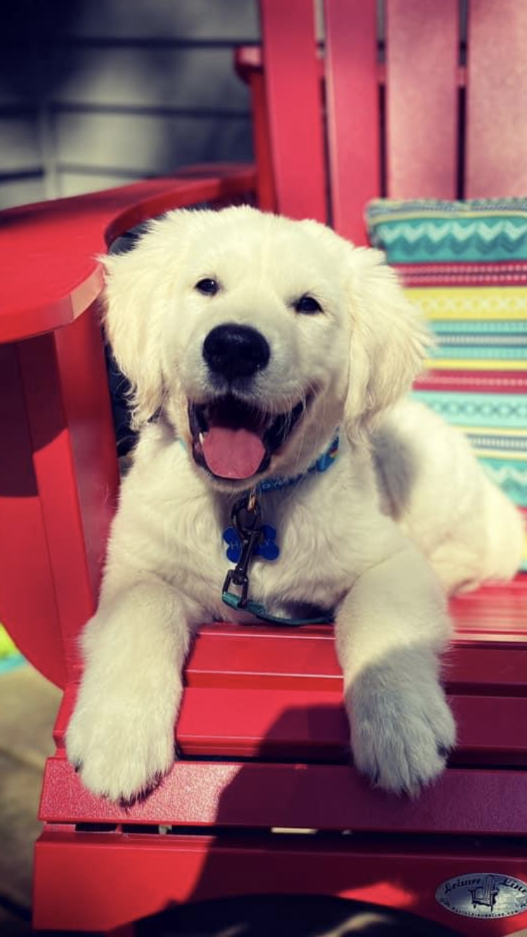 LoneStar Retrievers | 1078 Campbellville Rd, Campbellville, ON L0P 1B0, Canada | Phone: (905) 749-4349