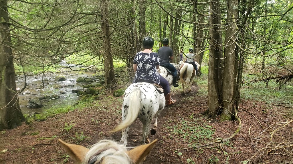 Windsong Carriage & Ranch | 597520 Grey Rd 29, Bognor, ON N0H 1E0, Canada | Phone: (519) 376-1518