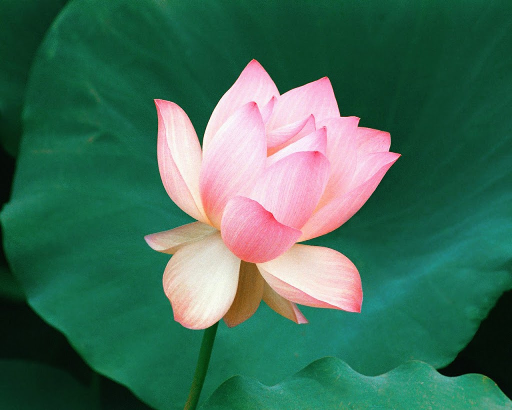 Kelowna Self Help Hypnosis | 2433 Ingram Rd #41, West Kelowna, BC V4T 1L4, Canada | Phone: (250) 707-0770