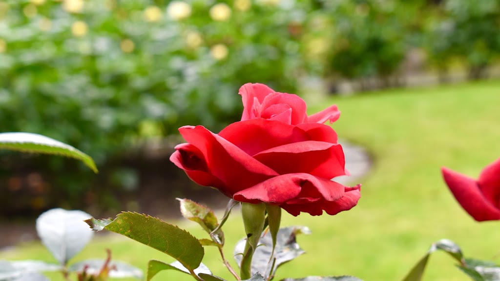 Queens Park Rose Garden | New Westminster, BC V3L, Canada | Phone: (604) 777-5111