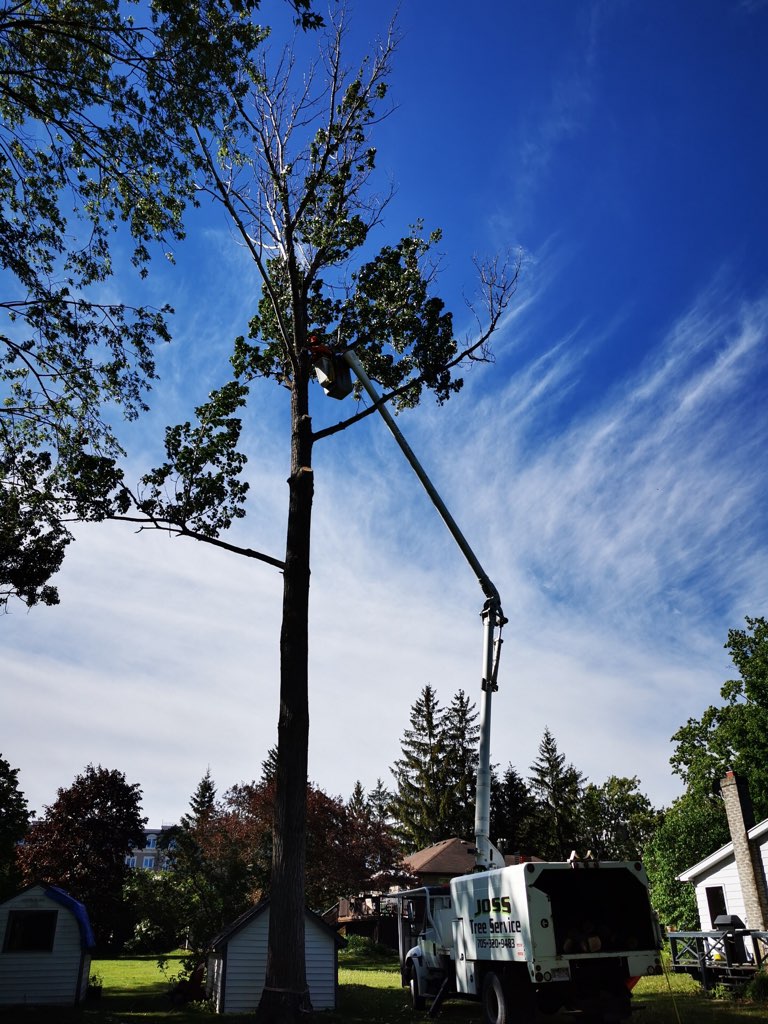 Joss Tree Service | 78 Logie St, Lindsay, ON K9V 5Y2, Canada | Phone: (705) 320-9483