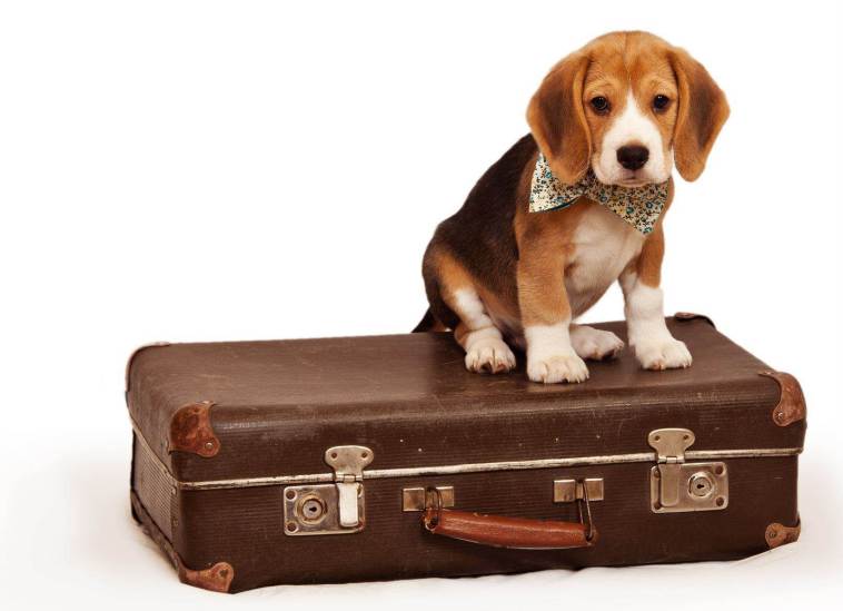 pearson airline limousine | 85 Thorncliffe Park Dr, East York, ON M4H 1L6, Canada | Phone: (647) 362-0337