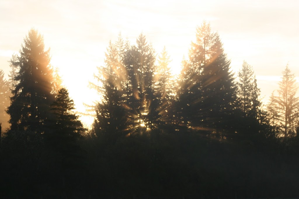Lost Savanna RV Park | 7521 Sturgess Rd, Black Creek, BC V9J 1G7, Canada | Phone: (250) 202-2729