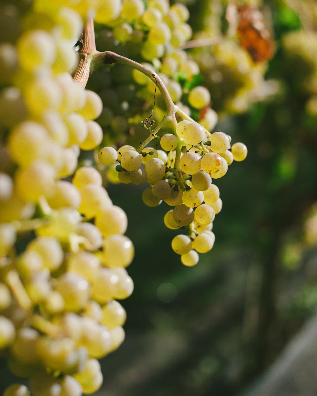 Whispering Horse Winery | 43721 Vedder Mountain Rd, Chilliwack, BC V2R 4C5, Canada | Phone: (604) 245-0443