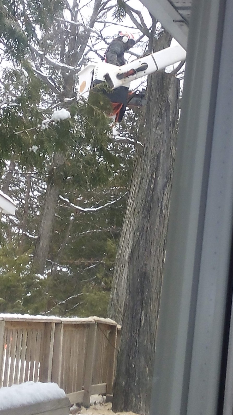 Stittsville Tree Service | 3573 Old Almonte Rd, Carp, ON K0A 1L0, Canada | Phone: (613) 296-9000