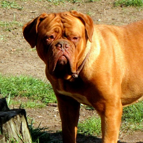 Chateau Rouge Dogue de Bordeaux | 1527 Windham Road 5, Vanessa, ON N0E 1V0, Canada | Phone: (519) 443-0363